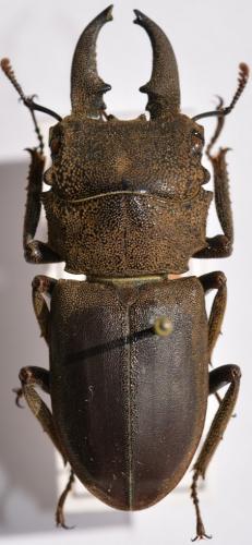 Réf. 250 933 : Gnaphaloryx opacus